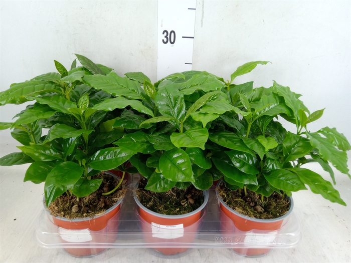 <h4>Coffea arabica</h4>