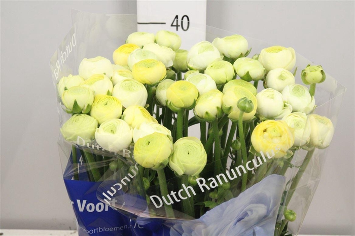 <h4>Ran Aazur Cream</h4>