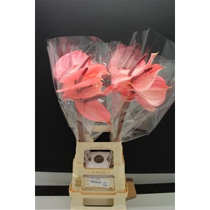 Anthurium Candy