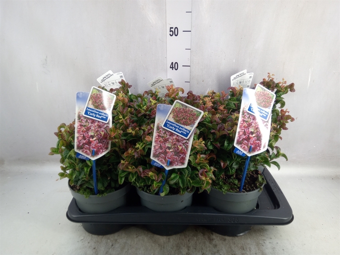 <h4>Leucothoe axillaris 'Curly Red'</h4>