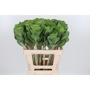 Brassica White Crane