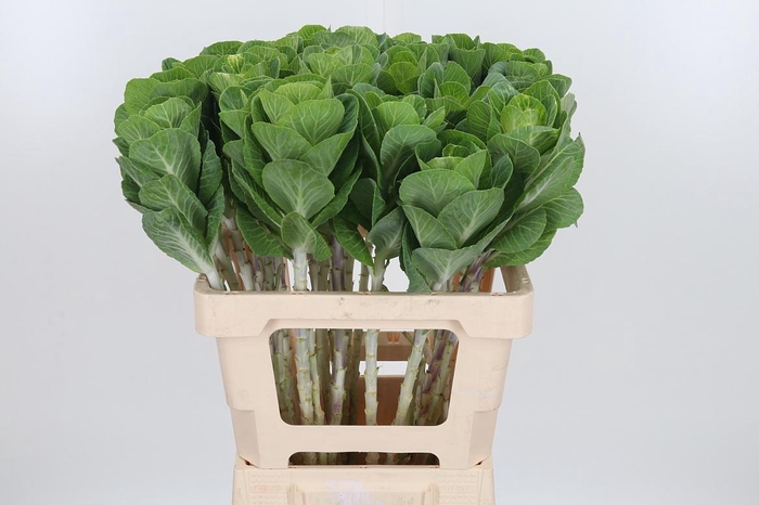 <h4>Brassica White Crane</h4>