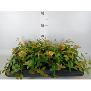 Peperomia angulata
