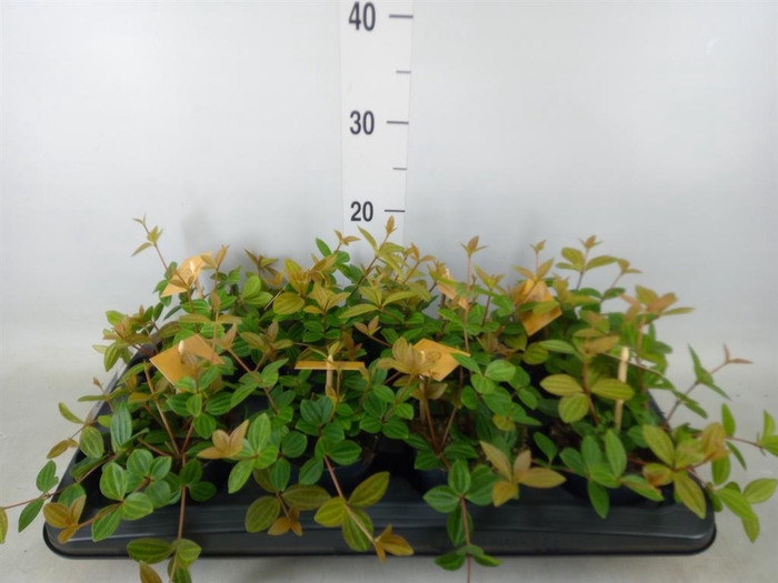 <h4>Peperomia angulata</h4>