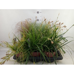 Carex   ...mix