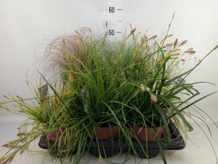 <h4>Carex   ...mix</h4>