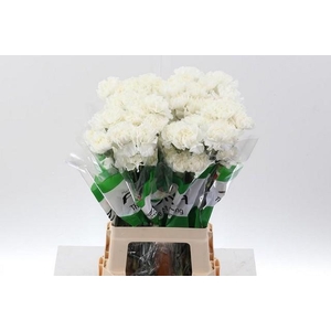 Dianthus st white