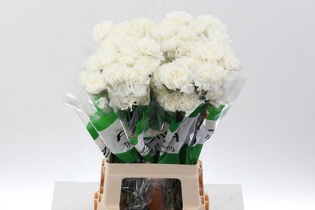 <h4>Dianthus st white</h4>