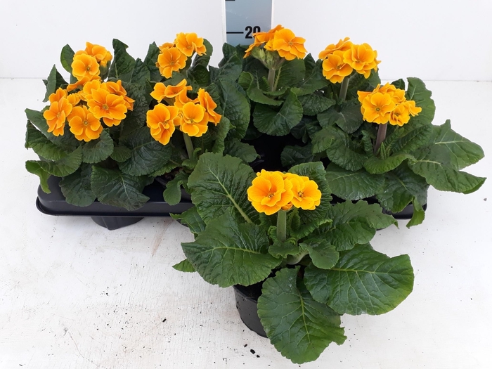 <h4>PRIM ELATIOR</h4>