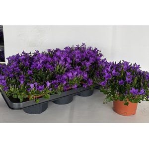 CAMP PORTENSCHLAGIAN