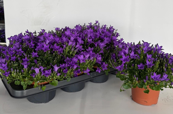 <h4>CAMP PORTENSCHLAGIAN</h4>