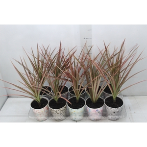 DRACENA COLORAMA P12
