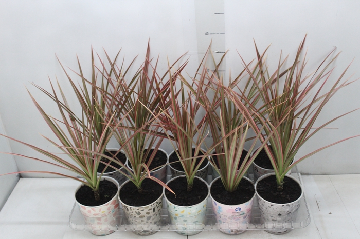 <h4>DRACENA COLORAMA P12</h4>