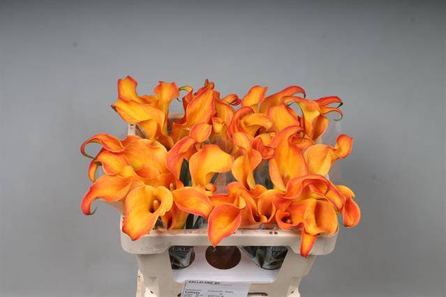 <h4>Calla Callista Kallaland</h4>