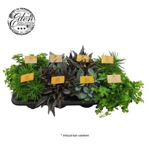 Gemengde tray 10,5cm