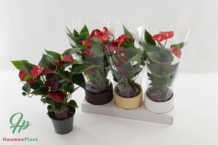 <h4>ANTHU AN MICRA</h4>