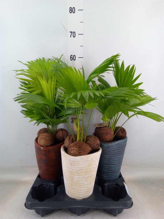<h4>Livistona rotundifolia</h4>