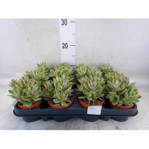 Crassula   ...