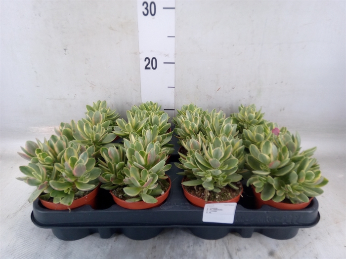 <h4>Crassula   ...</h4>