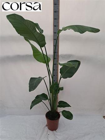 <h4>Strelitzia Nicolai</h4>