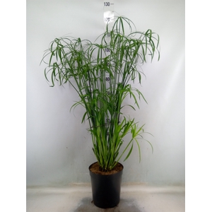 Cyperus   ...