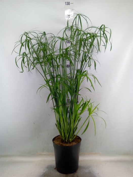 <h4>Cyperus   ...</h4>