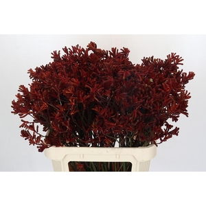 Kangaroo Paw Red Velvet