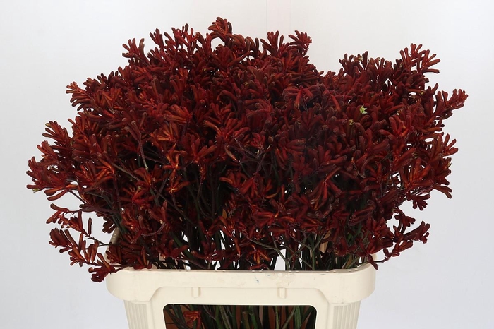 <h4>Anigozanthos Red Velvet</h4>