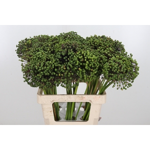 Allium Zaadbollen