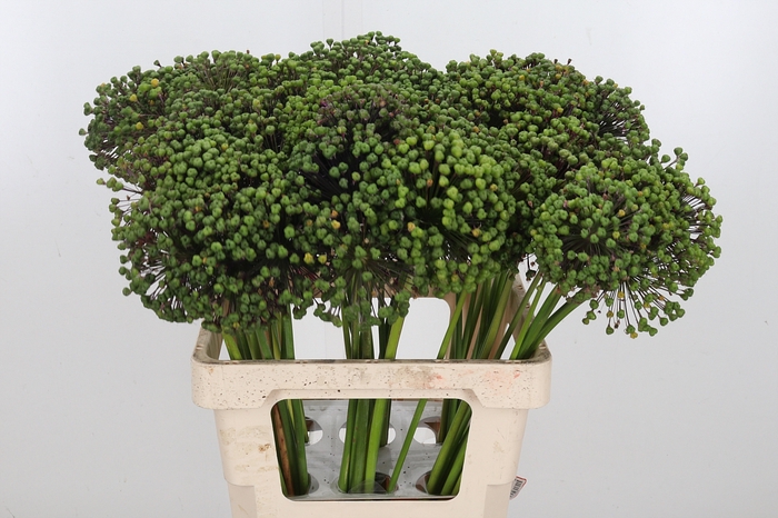 <h4>Allium Zaadbollen</h4>