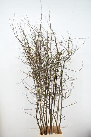 <h4>CHAENOMELES APPLE BLOSSOM 160CM</h4>
