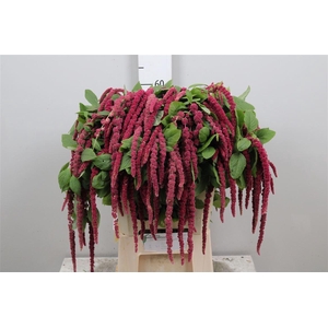 Amar Ca Red Cord