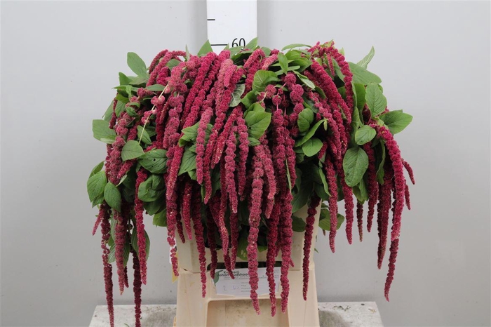 <h4>Amar Ca Red Cord</h4>