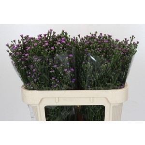 AST ASTEE M BABY PIN