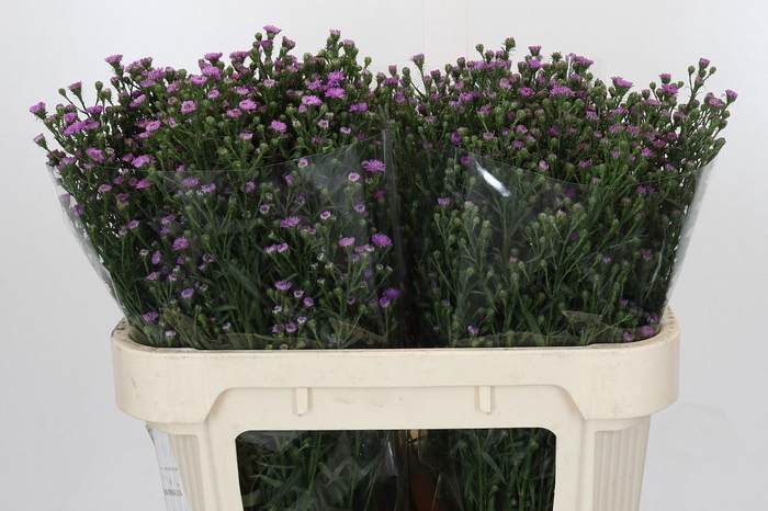 <h4>AST ASTEE M BABY PIN</h4>