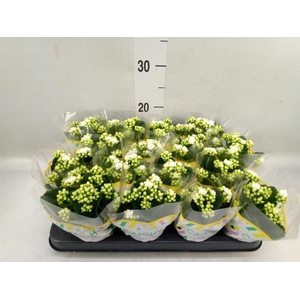 Kalanchoe blos. 'Calandiva Whites'