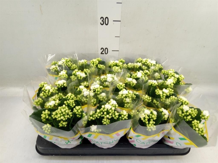 <h4>Kalanchoe blos. 'Calandiva Whites'</h4>