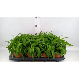 Chlorophytum com. 'Green Bonnie'