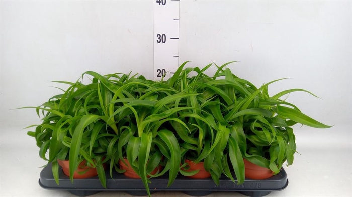 <h4>Chlorophytum com. 'Green Bonnie'</h4>
