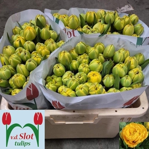 TU DU YELLOW POMPENE