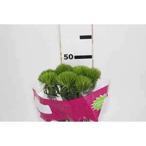 DIANTHUS GREEN BALL 050 CM