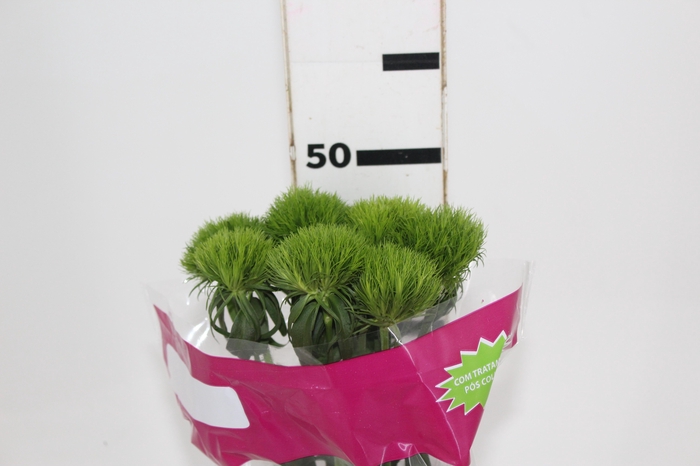 <h4>DIANTHUS GREEN BALL 050 CM</h4>