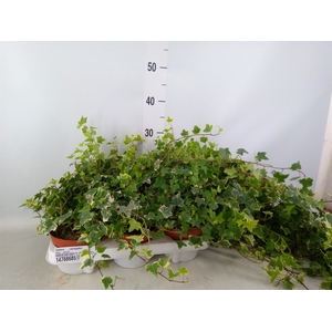 Hedera   ...variegated
