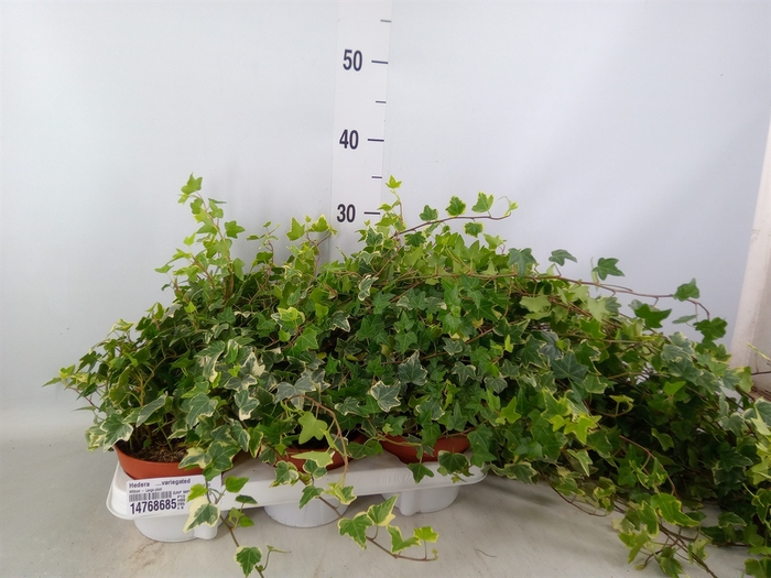 <h4>Hedera   ...variegated</h4>