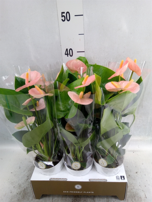 <h4>Anthurium andr. 'Spirit'</h4>