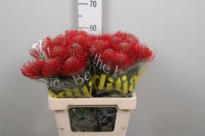 <h4>Leuco Ayoba Red</h4>