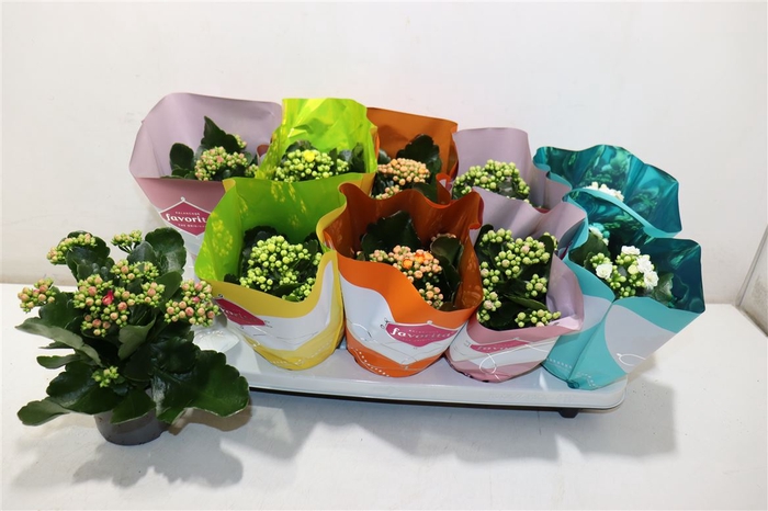 <h4>arr8 Kalanchoe Double Deluxe Mix</h4>