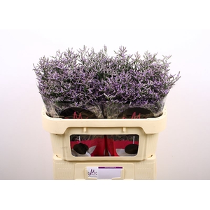 Limonium Skylight Marginpar