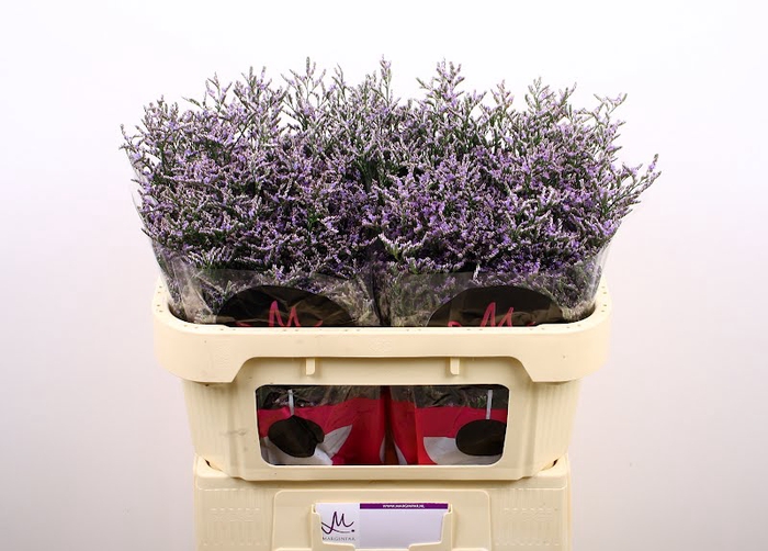 Limonium Skylight Marginpar