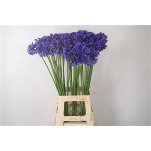 Agapanthus Sofie Dark Blue